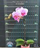 Phal. Miki Super Artist 2.5''