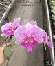 Phal. Miki Super Artist 2.5''
