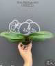 Phal. Miki Super Artist 2.5''