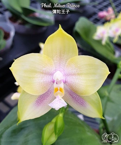 Phal. Mituo Prince 2.5'' УЦЕНКА Мех.пов.листиков.