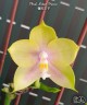 Phal. Mituo Prince 2.5'' УЦЕНКА Мех.пов.листиков.