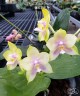 Phal. Mituo Prince 2.5'' УЦЕНКА Мех.пов.листиков.