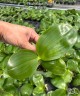 Phal. Mituo Prince 2.5'' УЦЕНКА Мех.пов.листиков.