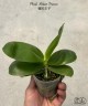 Phal. Mituo Prince 2.5'' УЦЕНКА Мех.пов.листиков.