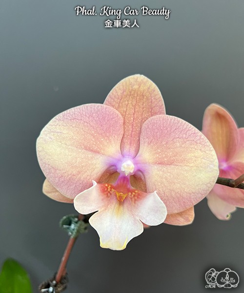Phal. King Car Beauty 2.5'' УЦЕНКА