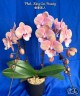 Phal. King Car Beauty 2.5'' УЦЕНКА