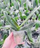 Phal. King Car Beauty 2.5'' УЦЕНКА