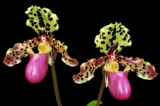 Paph. henryanum × sib 2.5'