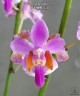 Phal. pulcherrima '618' 2.5"