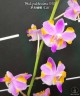 Phal. pulcherrima '618' 2.5"