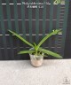 Phal. pulcherrima '618' 2.5"
