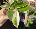 Hoya carnosa 'Krimson Queen' Ø 9 см