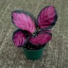Calathea Roseopicta Rosy Ø 6 см