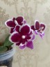 Phal. Younghome Chocolate 2.5''