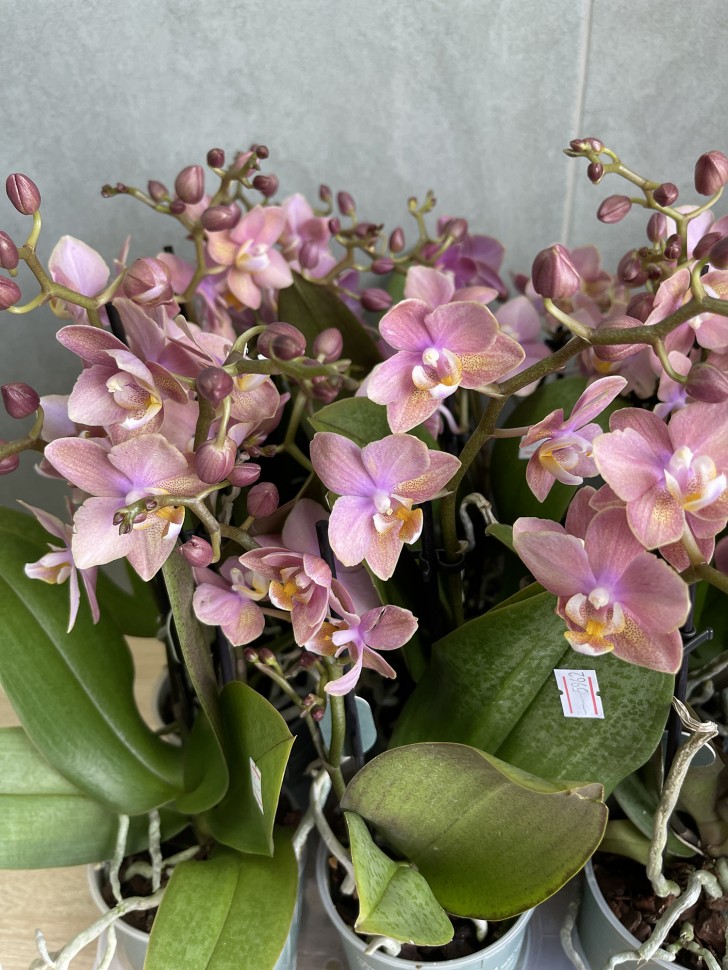 Орхидея парфюмерная фабрика купить