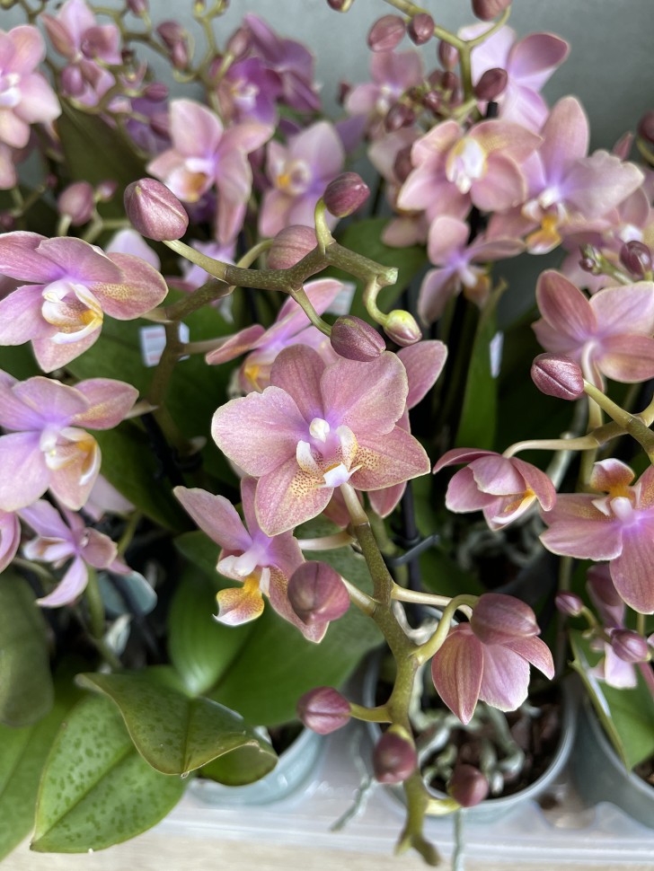 парфюмерная фабрика орхидея