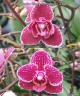 Phal. Lianher Happy Go (peloric - 2 eyes) 2.5''