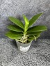 Phal. Lianher Happy Go (peloric - 2 eyes) 2.5''