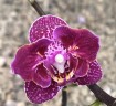 Phal. Lianher Happy Go (peloric - 2 eyes) 2.5''