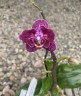 Phal. Lianher Happy Go (peloric - 2 eyes) 2.5''