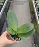 Phal. Miki Pearl Bang 'Flash' 2.5''