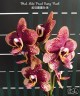 Phal. Miki Pearl Bang 'Flash' 2.5''