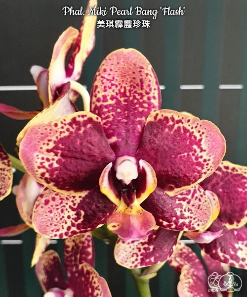 Phal. Miki Pearl Bang 'Flash' 2.5''