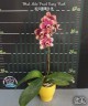 Phal. Miki Pearl Bang 'Flash' 2.5''