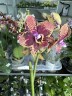 Phal. Miki Pearl Bang 'Flash' 2.5''