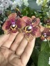 Phal. Miki Pearl Bang 'Flash' 2.5''