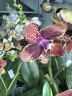 Phal. Miki Pearl Bang 'Flash' 2.5''