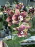 Phal. Miki Pearl Bang 'Flash' 2.5''