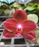Phal. Mituo King '997' 2.5''