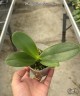 Phal. Yellow Anaconda 2.5''