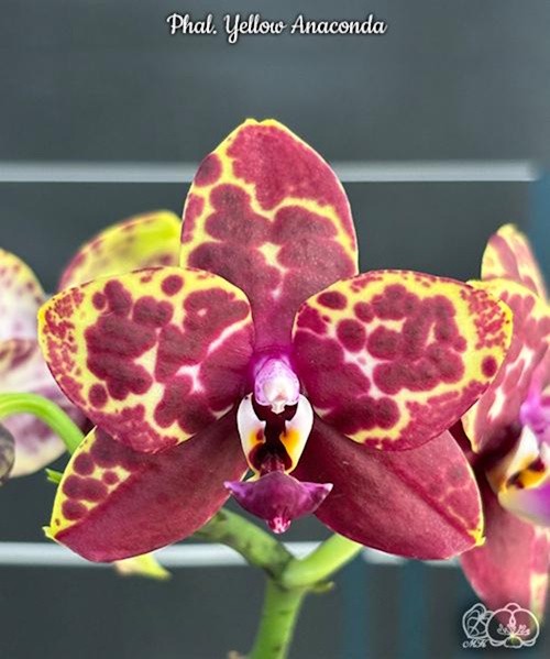 Phal. Yellow Anaconda 2.5''