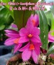 Den. Hibiki (= laevifolium × bracteosum) 1.7"