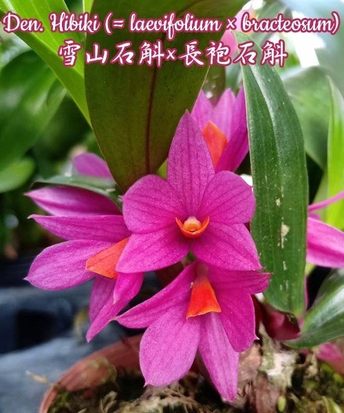 Den. Hibiki (= laevifolium × bracteosum) 1.7"