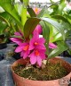 Den. Hibiki (= laevifolium × bracteosum) 1.7"