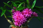 Den. Hibiki (= laevifolium × bracteosum) 1.7"
