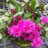 Den. Hibiki (= laevifolium × bracteosum) 1.7"