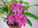Den. Hibiki (= laevifolium × bracteosum) 1.7"