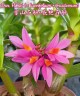 Den. Hibiki (= laevifolium × bracteosum) 1.7"