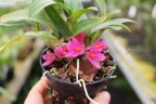 Den. Hibiki (= laevifolium × bracteosum) 1.7"