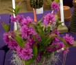 Den. Hibiki (= laevifolium × bracteosum) 1.7"