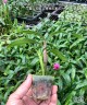 Den. Hibiki (= laevifolium × bracteosum) 1.7"
