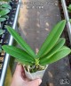 Phal. SKB Black Lace 'Peloric' 2.5''
