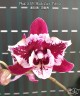 Phal. SKB Black Lace 'Peloric' 2.5''