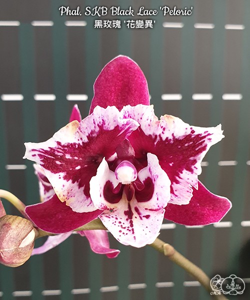 Phal. SKB Black Lace 'Peloric' 2.5''
