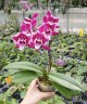 Phal. SKB Black Lace 'Peloric' 2.5''