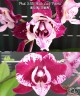 Phal. SKB Black Lace 'Peloric' 2.5''